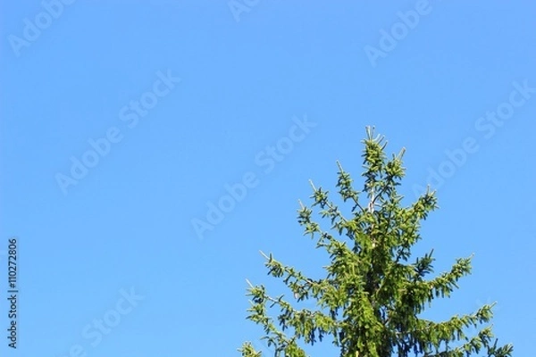 Fototapeta Pine treetop