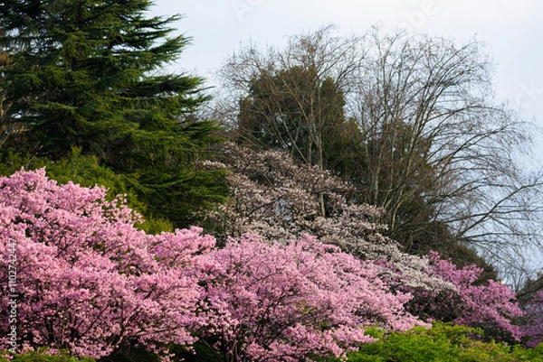 Fototapeta 東京都内の満開の桜
