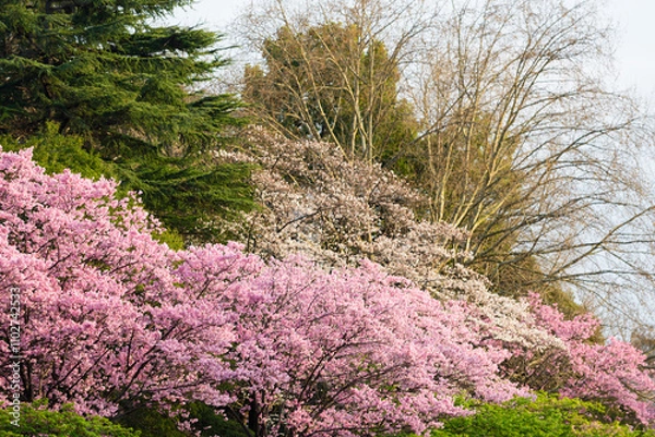 Fototapeta 東京都内の満開の桜