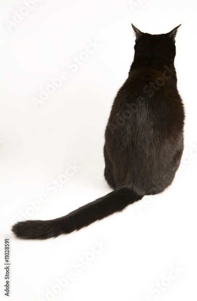 Obraz A black cat isolated on a white background.