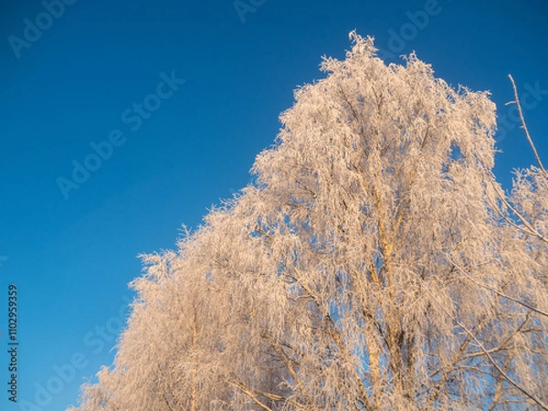 Fototapeta trees in frost on a cold sunny winter day