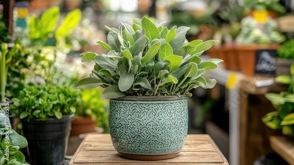 Fototapeta Aromatic sage in a decorative pot showcased in a vibrant flower shop surrounded by lush greenery and assorted plants.