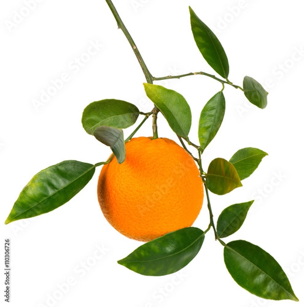 Fototapeta Branch with orange fruit.