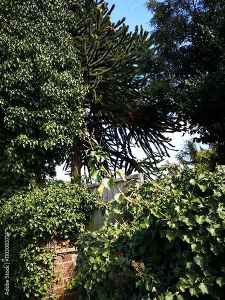 Fototapeta Monkey puzzle tree 