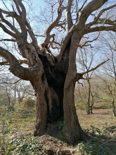 Fototapeta tree in the forest