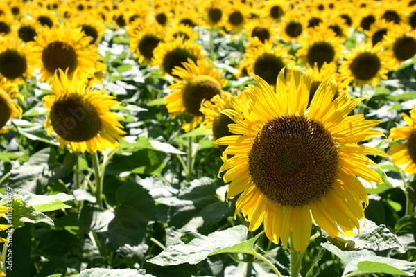 Fototapeta ヒマワリの花畑