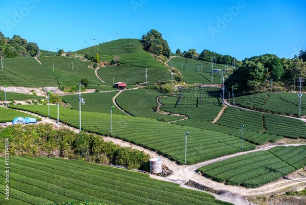 Fototapeta 宇治茶の主生産地、和束町でいちばん有名な石寺の茶畑　