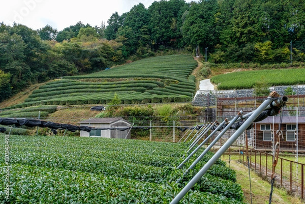 Fototapeta 宇治茶の主生産地、和束町でいちばん有名な石寺の茶畑　