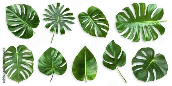 Fototapeta A collection of ten vibrant green tropical leaves isolated on a white background.