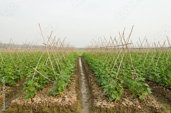 Obraz garden cucumber