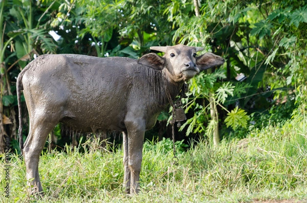 Obraz Buffalo younger