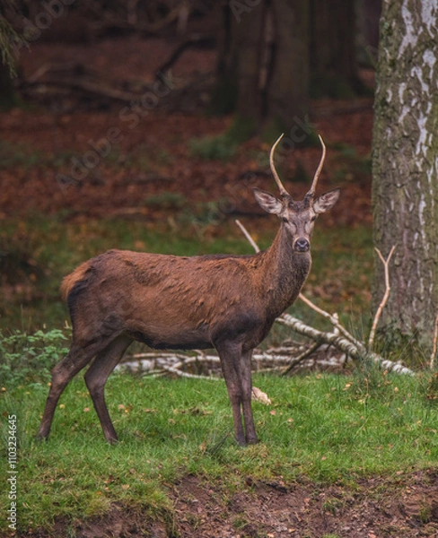 Fototapeta Rehe und Hirsche