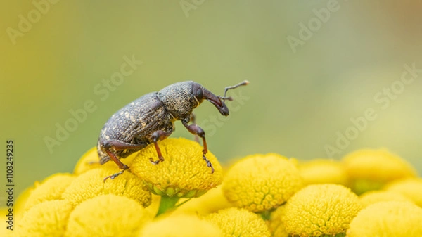 Obraz Szeliniak sosnowy Hylobius abietis