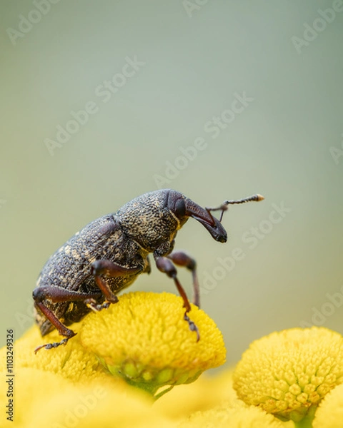 Obraz Szeliniak sosnowy Hylobius abietis