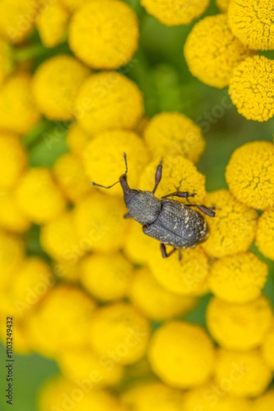 Obraz Szeliniak sosnowy Hylobius abietis