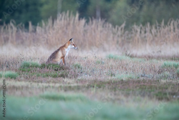 Fototapeta Autumn landscape with fox and meadow