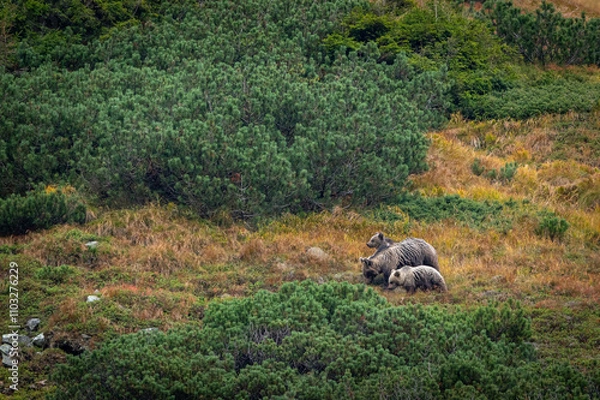 Fototapeta A female bear with cubs grazing on blueberries in a mountain environment with dwarf pine trees in the High Tatras in Slovakia