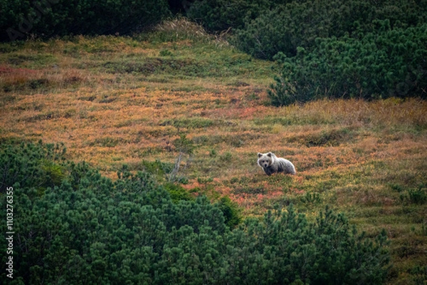 Obraz A female bear with cubs grazing on blueberries in a mountain environment with dwarf pine trees in the High Tatras in Slovakia