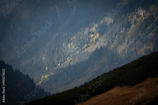 Obraz Autumn mountain forest with colorful tree leaves and fog in Slovakia in the High Tatras