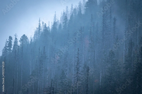 Fototapeta Autumn mountain forest with colorful tree leaves and fog in Slovakia in the High Tatras