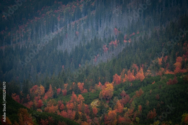 Obraz Autumn mountain forest with colorful tree leaves and fog in Slovakia in the High Tatras