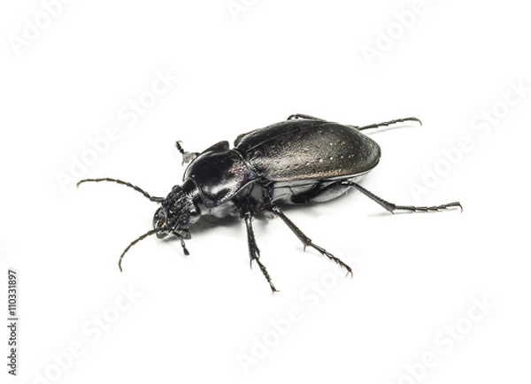 Obraz Bug on white background