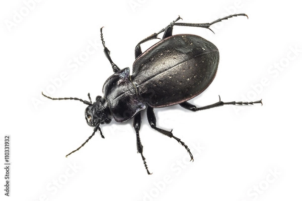 Obraz Bug on white background