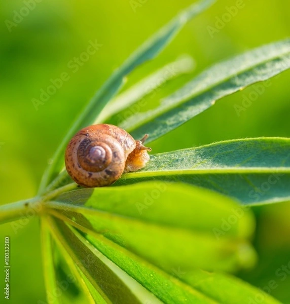 Fototapeta Snail in close up