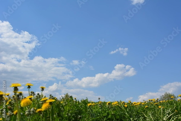 Fototapeta Цветы одуванчиков и голубое небо с облаками