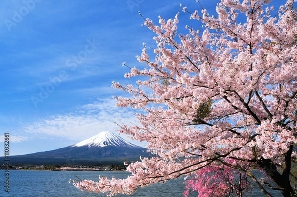 Fototapeta 富士山と桜