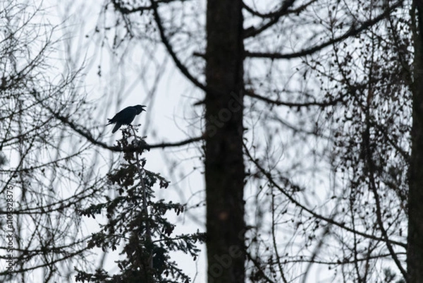 Fototapeta A raven crow sitting on top of a tree in a forest in the Czech Republic