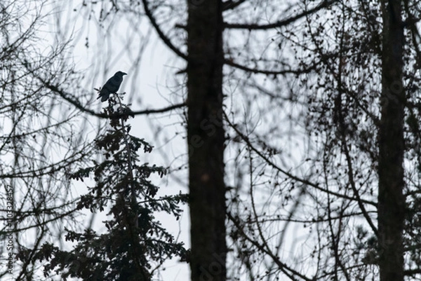 Fototapeta A raven crow sitting on top of a tree in a forest in the Czech Republic