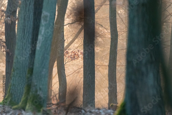 Obraz Oak forest with morning light fog and dried leaves of trees in Czech Republic