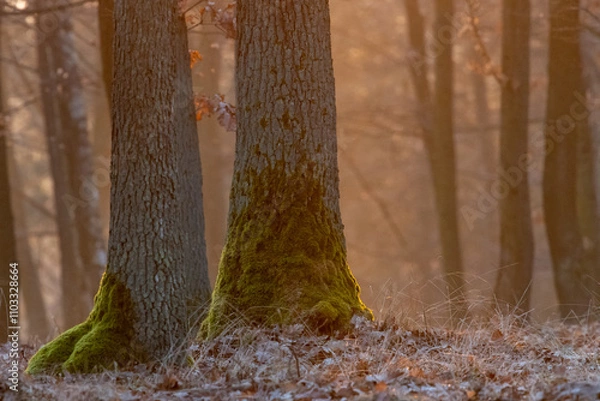 Obraz Oak forest with morning light fog and dried leaves of trees in Czech Republic
