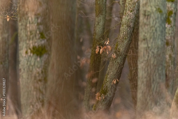 Fototapeta Oak forest with morning light fog and dried leaves of trees in Czech Republic