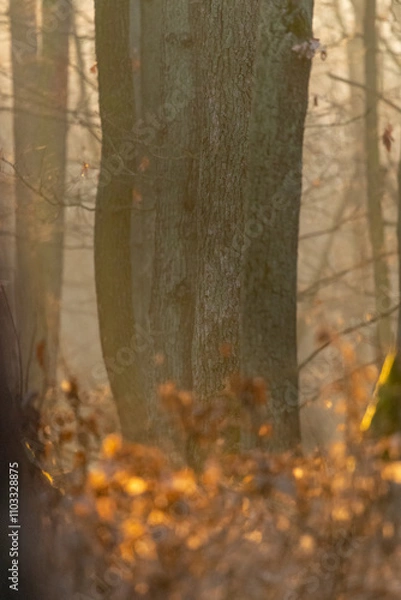 Obraz Oak forest with morning light fog and dried leaves of trees in Czech Republic