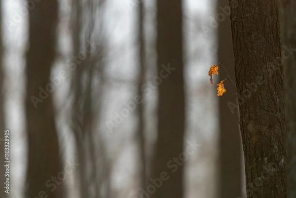 Fototapeta Oak forest with morning light fog and dried leaves of trees in Czech Republic