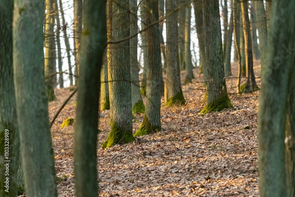 Fototapeta Oak forest with morning light fog and dried leaves of trees in Czech Republic