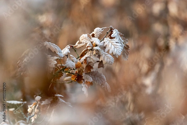 Obraz Oak forest with morning light fog and dried leaves of trees in Czech Republic