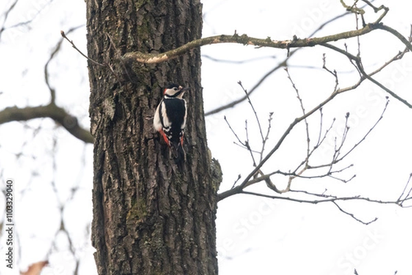 Fototapeta Woodpecker sitting on a branch in an oak forest in the Czech Republic