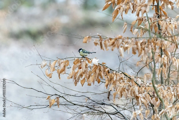 Fototapeta Great tit sitting on a branch in an oak forest in the Czech Republic