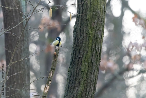 Fototapeta Great tit sitting on a branch in an oak forest in the Czech Republic