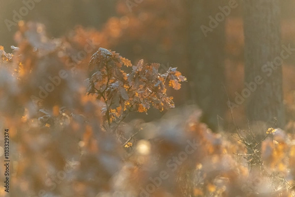 Fototapeta Oak forest with morning light fog and dried leaves of trees in Czech Republic