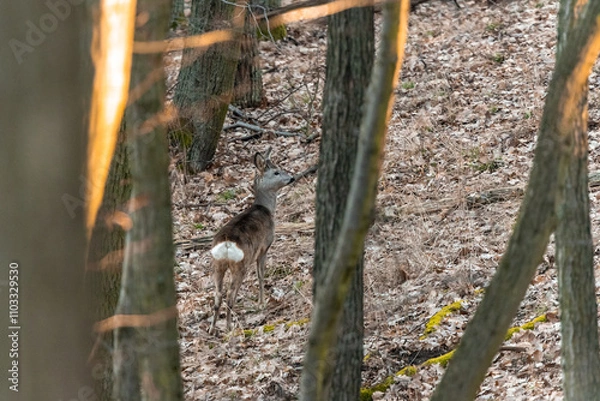 Obraz Roe deer standing in an oak forest in the Czech Republic
