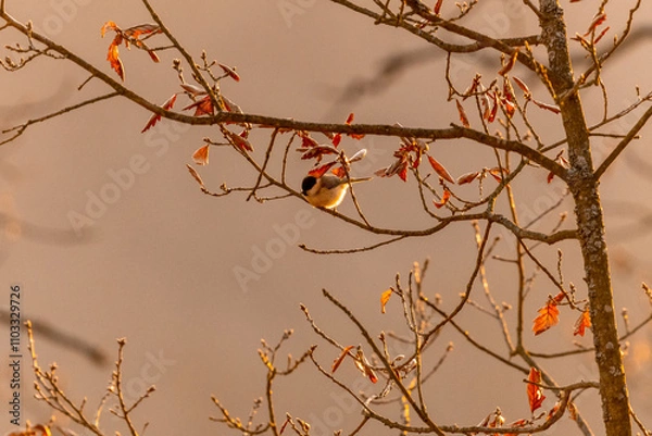 Obraz Great tit sitting on a branch in an oak forest in the Czech Republic