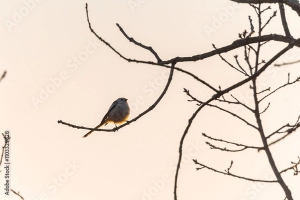 Obraz The long-tailed tit (Aegithalos caudatus) sitting on a branch in an oak forest in the Czech Republic