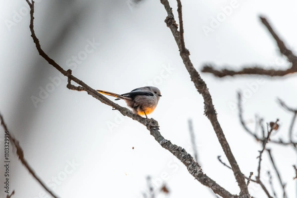 Obraz The long-tailed tit (Aegithalos caudatus) sitting on a branch in an oak forest in the Czech Republic