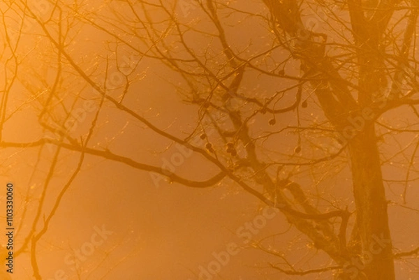 Obraz Oak forest with morning light fog and dried leaves of trees in Czech Republic
