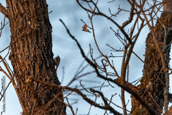 Obraz A small songbird, a blackbird, sitting on a branch in an oak forest in the Czech Republic