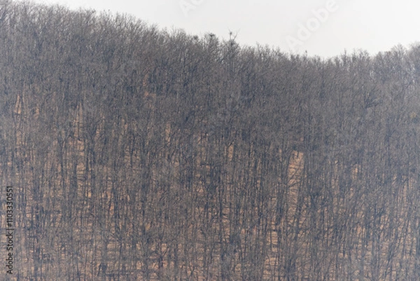 Obraz Oak forest with morning light fog and dried leaves of trees in Czech Republic